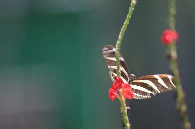 Mariposario Quinta de los Molinos - Centro Habana - Medio ambiente en La Habana
